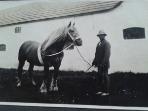 Bastholm Bjergby, hesten gøres klar til dagens arbejde 